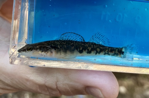 Cumberland arrow darter (Etheostoma sagitta) — Percidae — 5