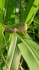Locusta migratoria cinerascens
