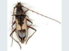 Phoracantha ancoralis