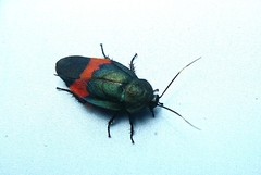 Eucorydia dasytoides