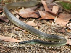 Common Tree Snake photo 5