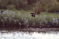 Nettapus auritus