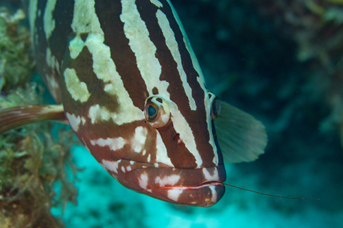Day grouper (Epinephelus striatus) — Serranidae — 2