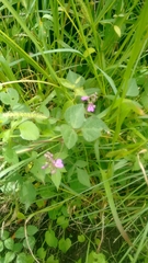 Phaseolus leptostachyus