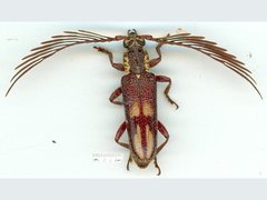 Piesarthrius marginellus