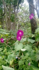 Ipomoea orizabensis