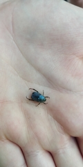 Hoplia coerulea
