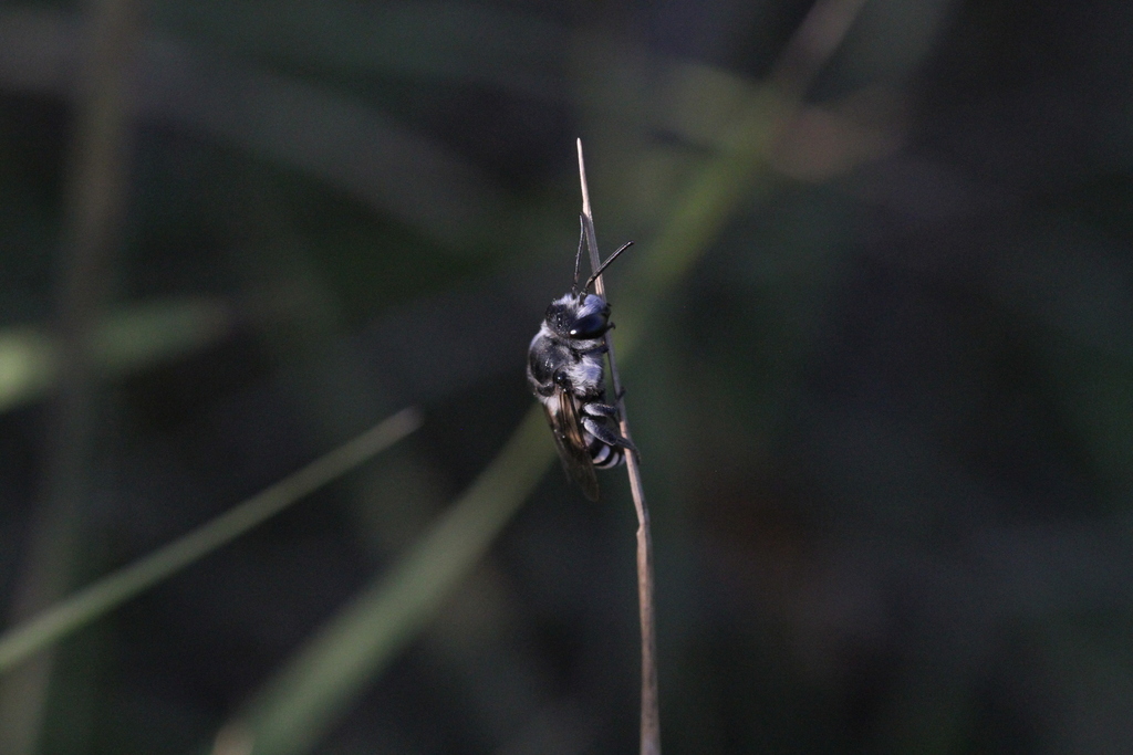 Ammobatoides scriptus