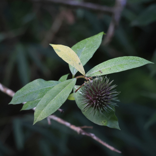 Allamanda schottii