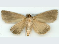 Alophosoma
