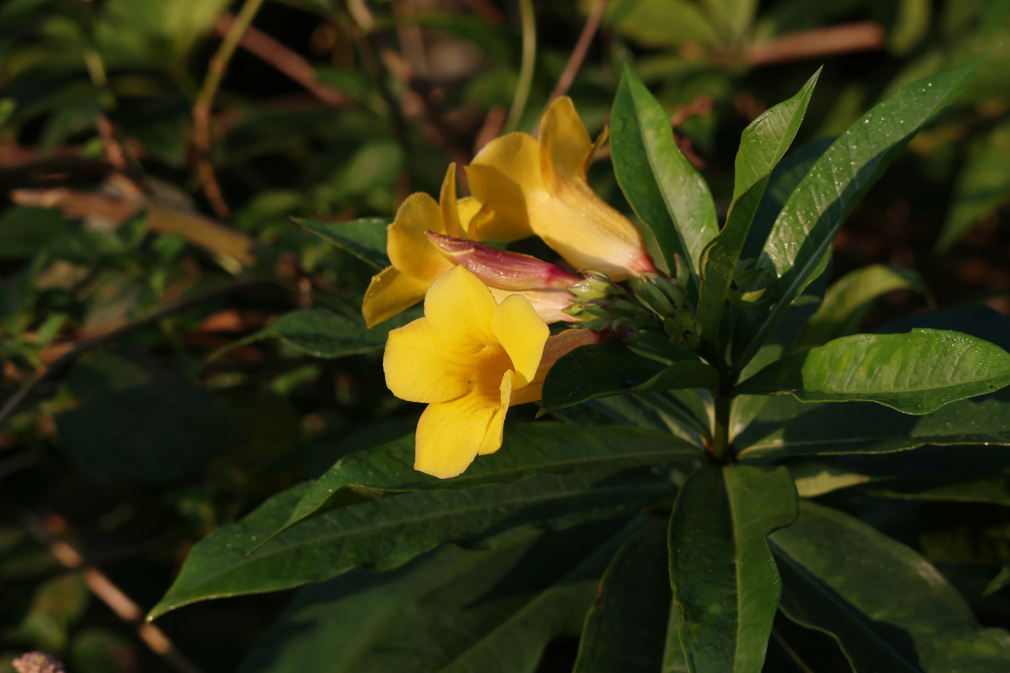 Bush Allamanda (Allamanda schottii)