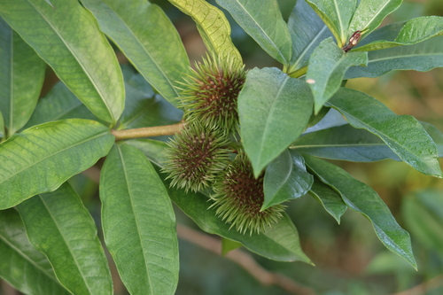 Allamanda schottii