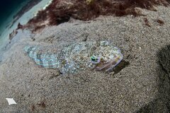Atlantic Lizardfish photo 1