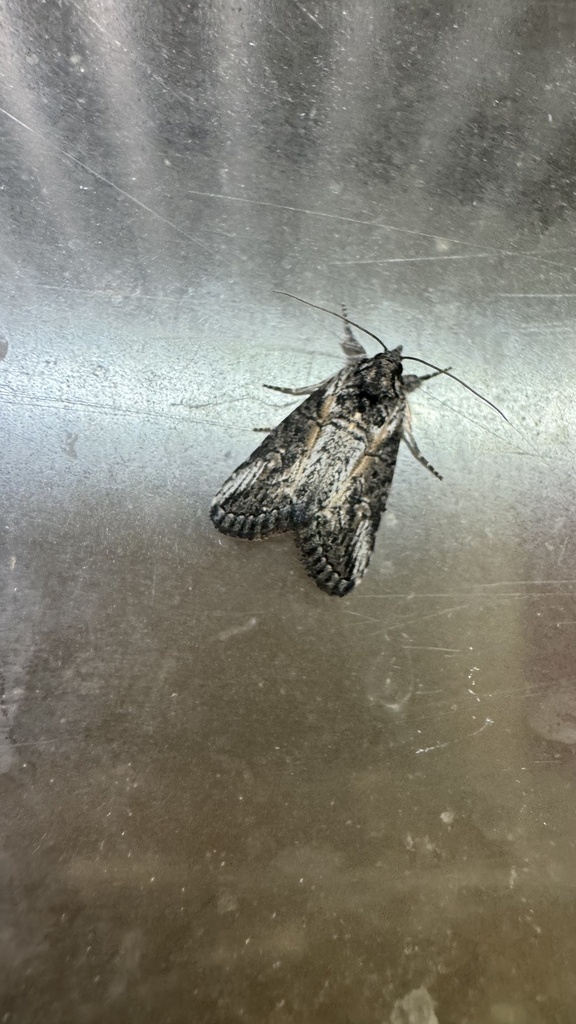 Stenoprora
