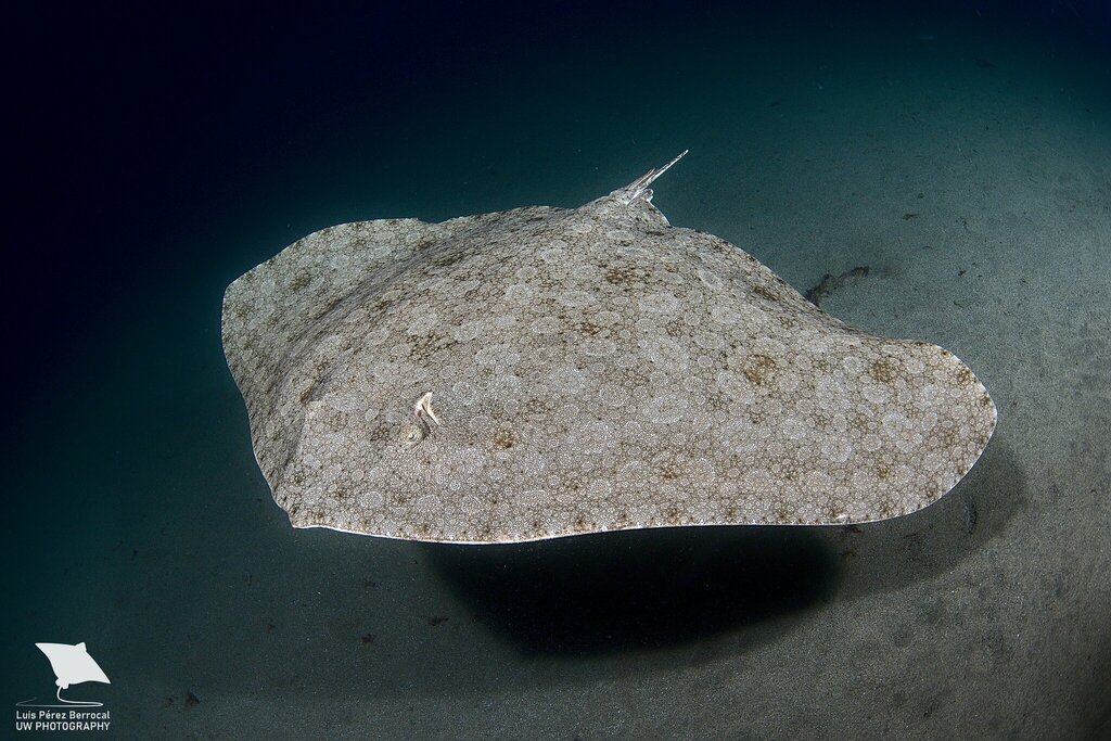 Spiny Butterfly Ray