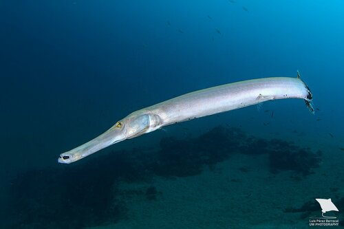 Aulostomus strigosus Wheeler, 1955