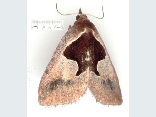 Agamana cavatalis