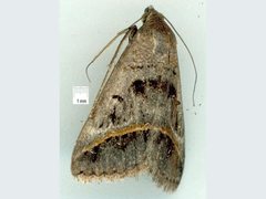 Acantholipes trajecta