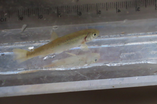 Japanese minnow (Phoxinus jouyi) — Cyprinidae — 5