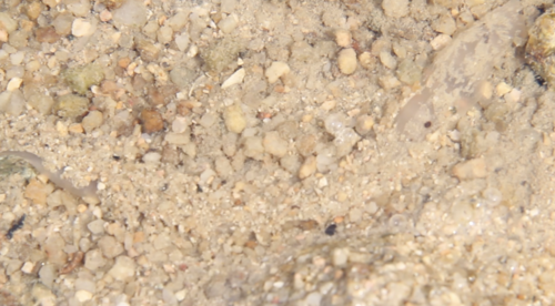 Ochetostoma erythrogrammon observed 2019-07-16