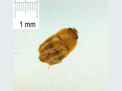 Epuraea ocularis