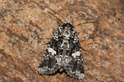 Marbled Coronet