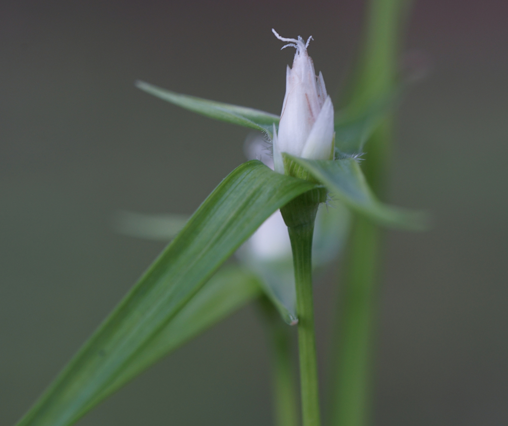 Rhynchospora pubera