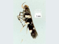 Macrobathra leucopeda