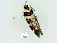 Macrobathra bigerella