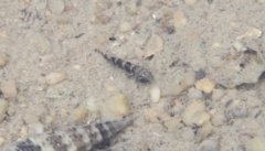 Psammogobius biocellatus