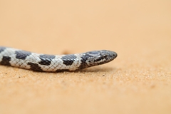 Short-Tailed Snake photo 1
