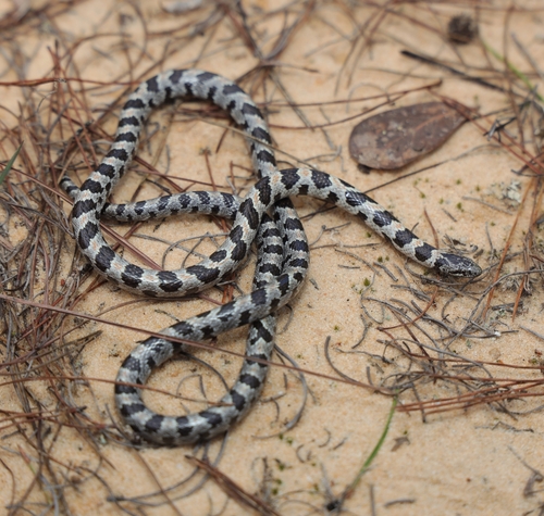 Photo of a Short-tailed Snake (Lampropeltis extenuata)