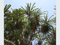 Pandanus gemmifer
