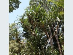 Pandanus gemmifer