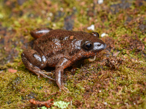 Geocrinia rosea