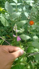 Phaseolus leptostachyus