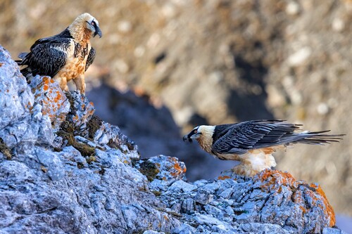 Bearded Vulture, photo 5 of 10