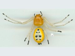 Poecilothomisus speciosus