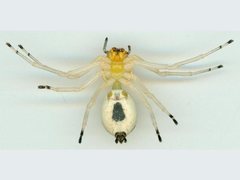 Poecilothomisus speciosus