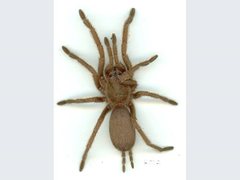 Selenocosmiinae