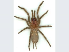 Selenocosmiinae