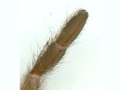 Selenocosmiinae