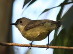 Gerygone palpebrosa flavida