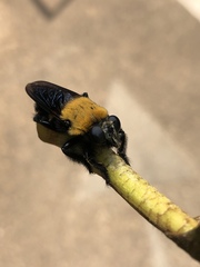 Hyperechia bomboides