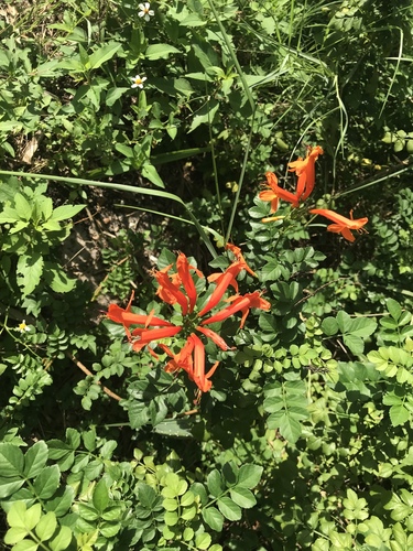 Tecoma capensis image