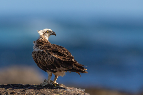 Osprey (Pandion haliaetus)