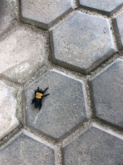 Hyperechia bomboides