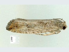 Atholosticta