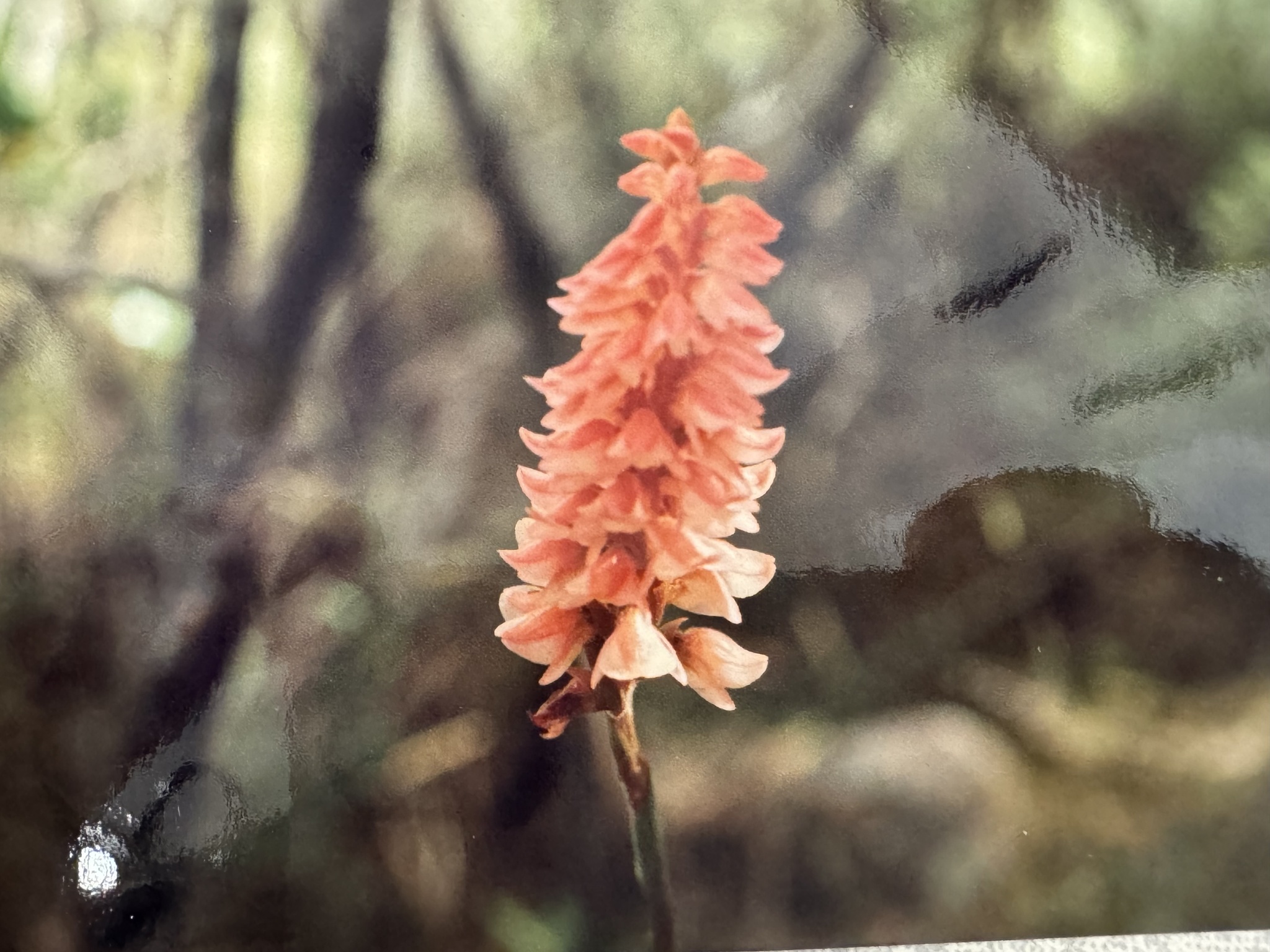 Skeptrostachys arechavaletanii