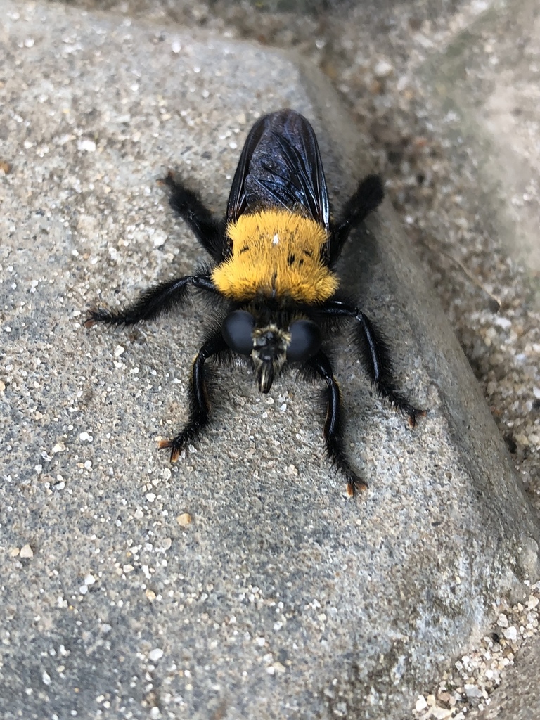 Bumblebee Robberfly